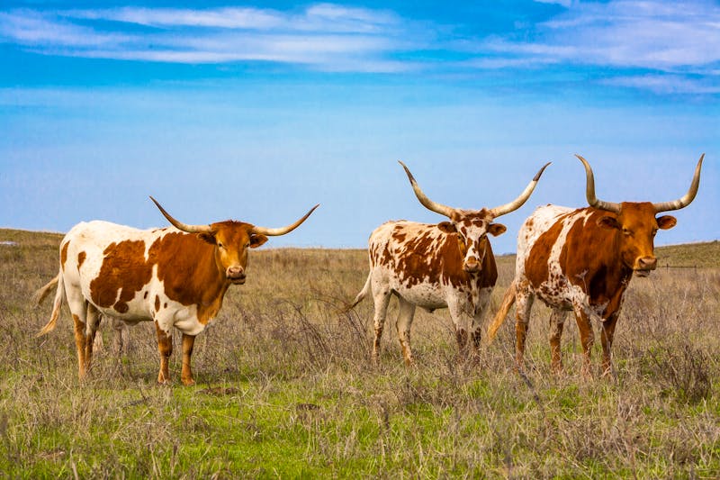 Texas Longhorn Rinder - ©Bob - stock.adobe.com
