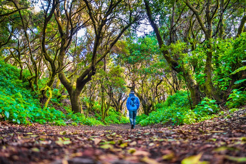 Wanderung im Lorbeerwald auf Teneriffa - ©JFL Photography - stock.adobe.com