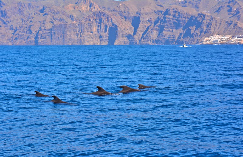 Grindwale vor der Steilküste Los Gigantes - Teneriffa - ©Franziska Barthel - Eberhardt TRAVEL