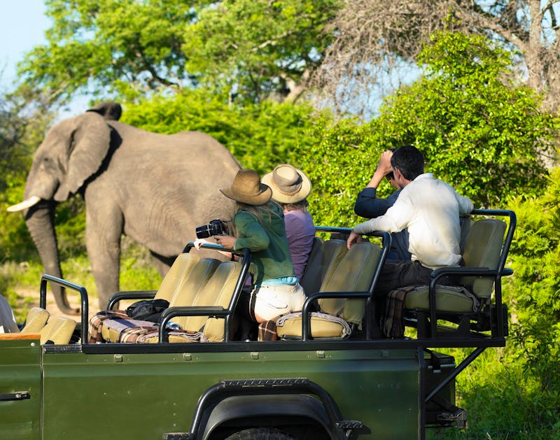 Jeepsafari in Südafrika - Elefant - ©Mike Watson Images Limited - stock.adobe.com