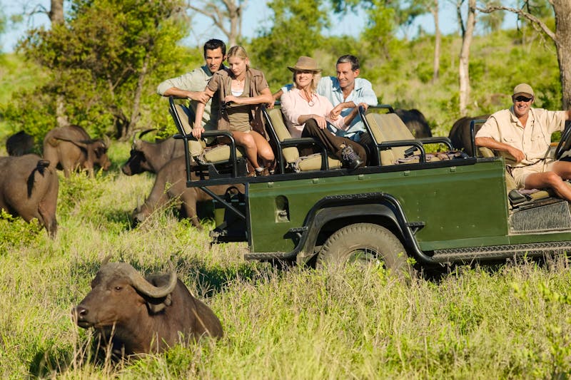 Jeepsafari in Südafrika - Büffel - ©Mike Watson Images Limited - stock.adobe.com