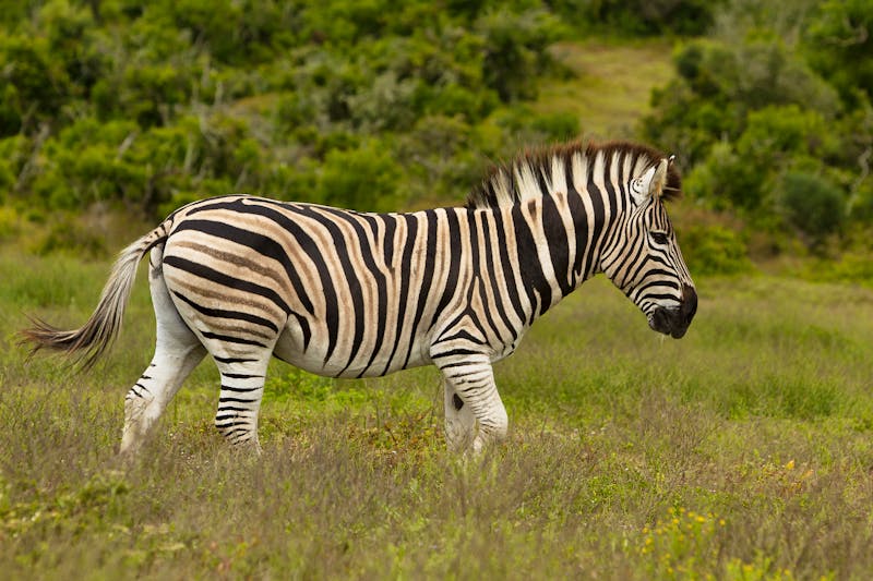 Zebra in Südafrika - Garden Route - ©Alexander_Sievert - stock.adobe.com