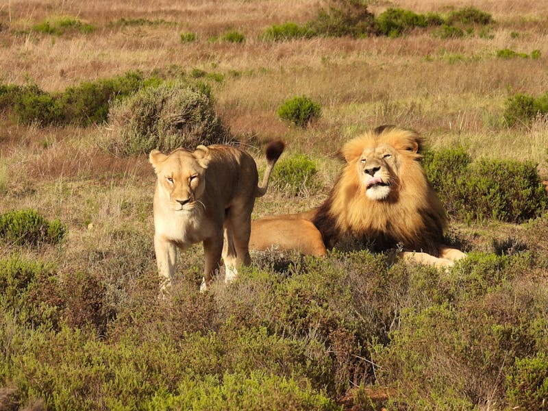 Löwen in Südafrika - ©Andre - stock.adobe.com