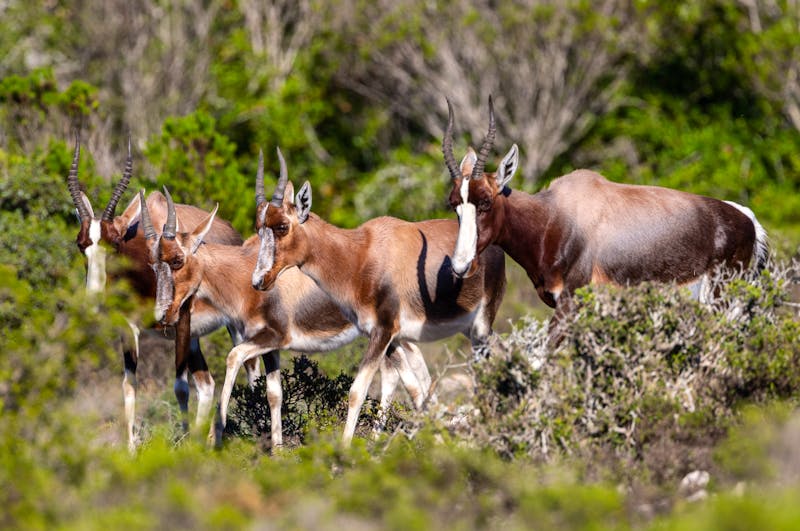 Antilopen (Bonteboks) in Südafrika - ©Hendrik - stock.adobe.com