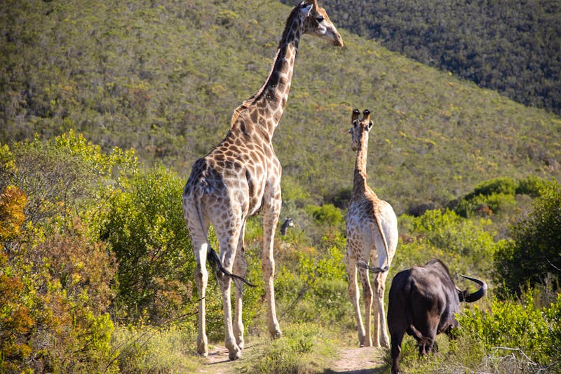 Giraffen an der Garden Route in Südafrika - ©Boris - stock.adobe.com