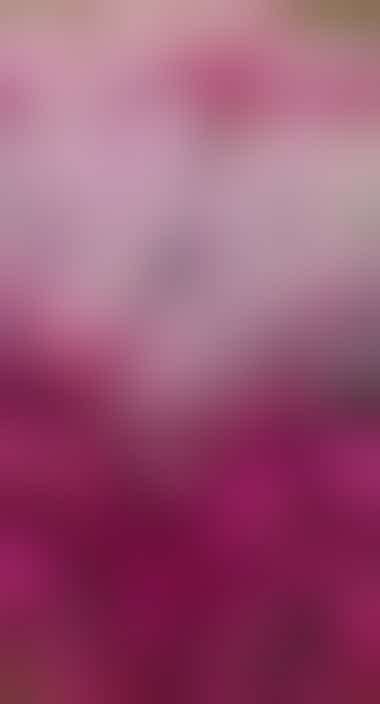 wunderschönes rotes und pinkes Heidekraut - ©Artemy Sobov - stock.adobe.com