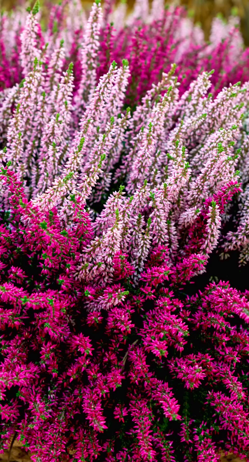 wunderschönes rotes und pinkes Heidekraut - ©Artemy Sobov - stock.adobe.com