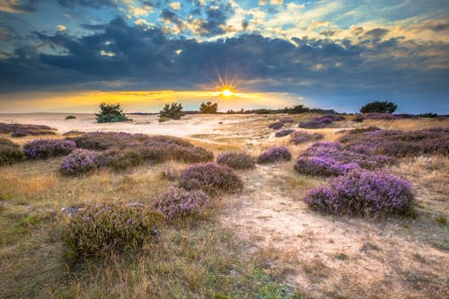 Nationalpark Hoge Veluwe in der Provinz Gelderland &ndash; &copy; CreativeNature.nl - stock.adobe.com