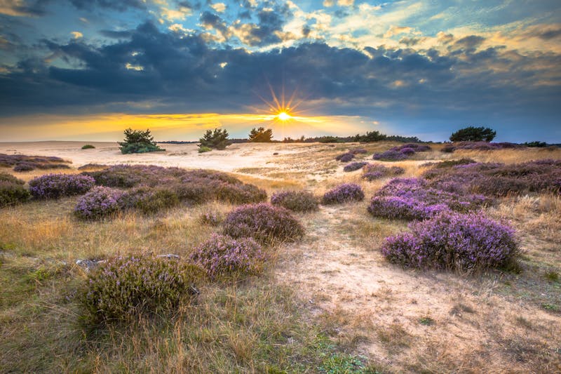 Nationalpark Hoge Veluwe in der Provinz Gelderland - ©CreativeNature.nl - stock.adobe.com