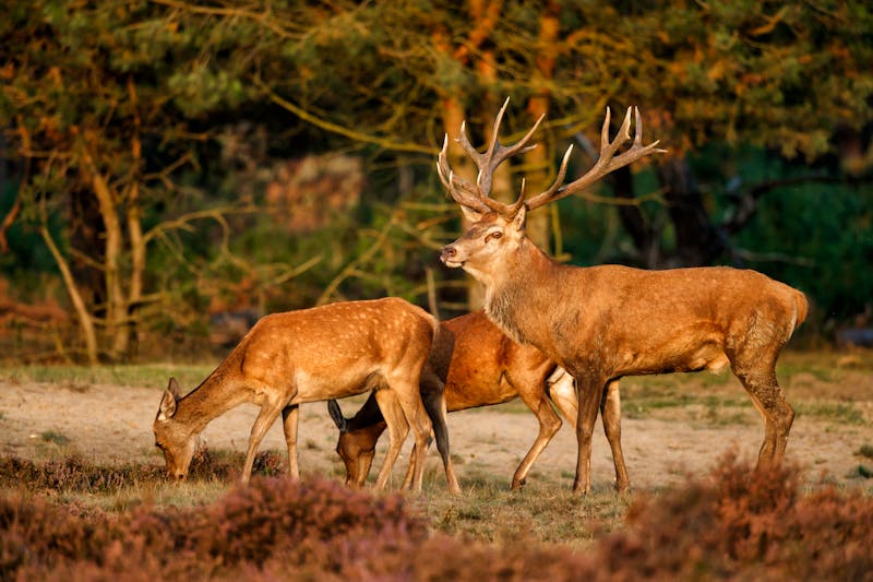 Rothirsche mit ein weibchen in dem Nationalpark Hoge Veluwe  - ©henk bogaard - stock.adobe.com