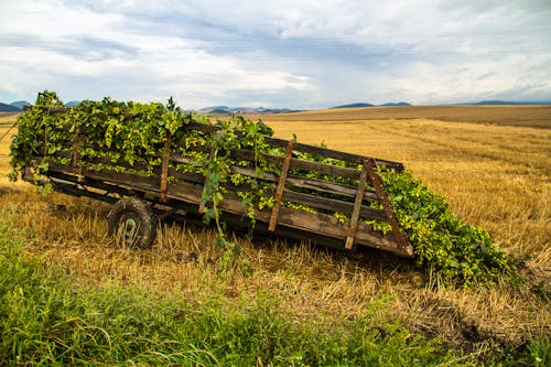 Wagen voller Hopfen bei Saaz &ndash; &copy; Jiriviehmann - stock.adobe.com
