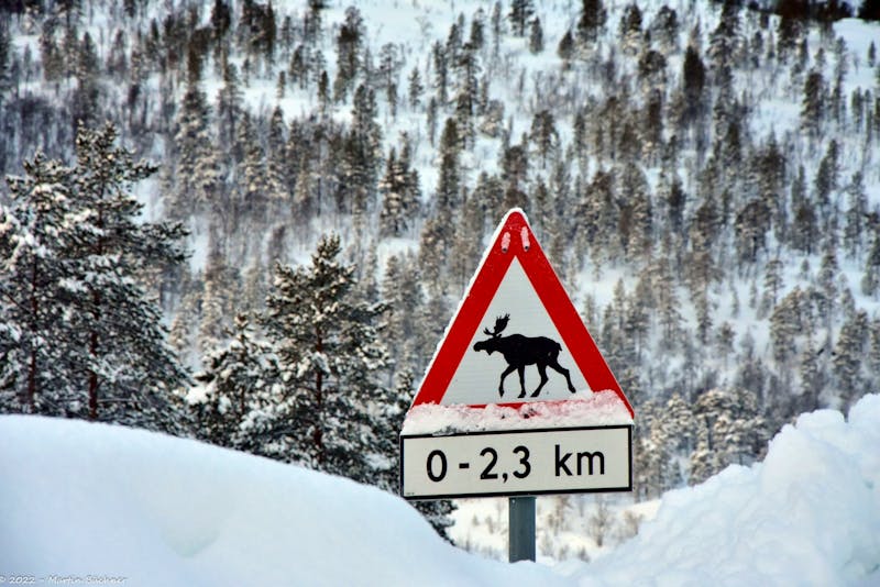 Fahrt von Tromsö nach Schwedisch Lappland - Achtung Elche - ©Martin Büchner - Eberhardt TRAVEL