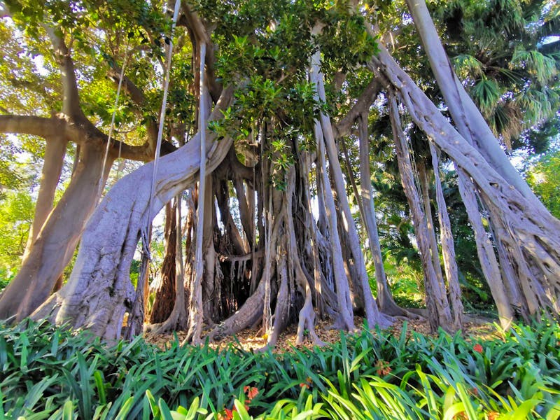 Botanischer Garten in Puerto de la Cruz auf Teneriffa - ©Isabel Zwanzig - Eberhardt TRAVEL