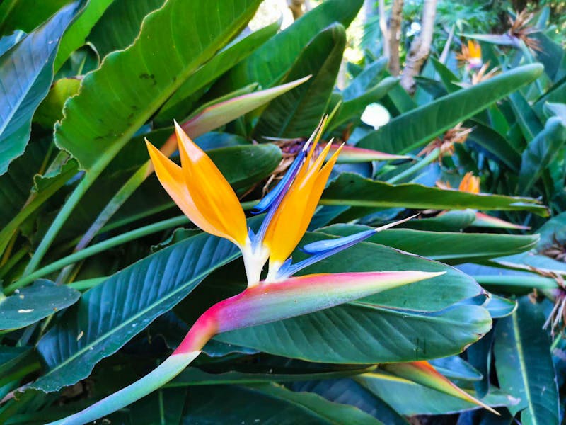 Botanischer Garten in Puerto de la Cruz auf Teneriffa - ©Isabel Zwanzig - Eberhardt TRAVEL