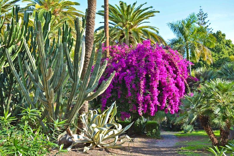Botanischer Garten in Puerto de la Cruz auf Teneriffa - ©Franziska Barthel - Eberhardt TRAVEL