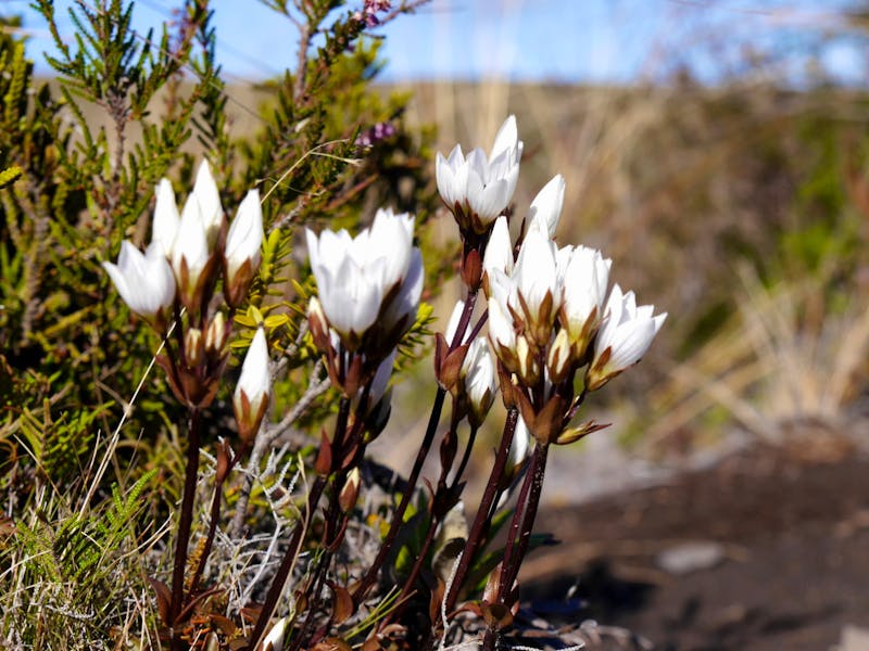 Wanderung im Tongariro Nationalpark - ©Anna Stiebing - Eberhardt TRAVEL