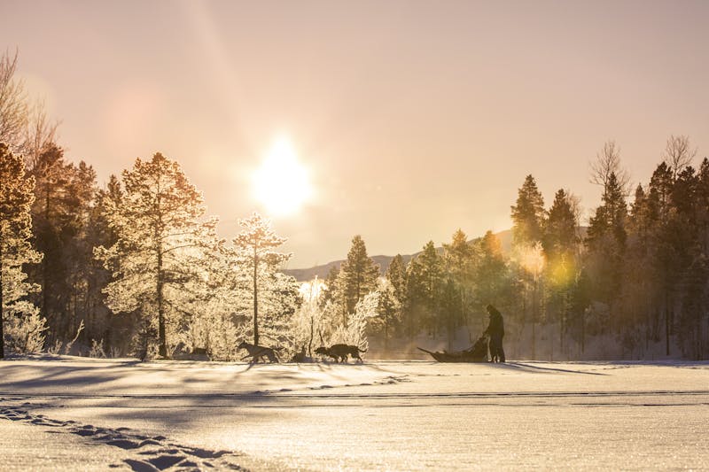 Hundeschlitten-Tour in Norwegen - ©Malangen Brygger Resort