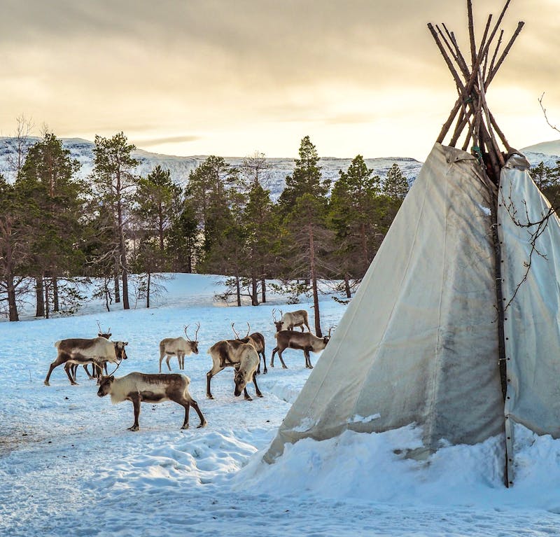 Rentiere und Sami-Dorf in Nord-Norwegen - ©Malangen Brygger Resort