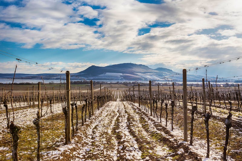 Weinanbau in Südmähren am Nové Mlýny See - ©Jana Krizova - stock.adobe.com