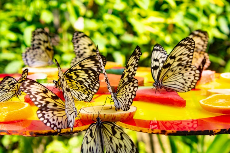 Schmetterlingsfarm auf Sentosa Island - ©Vivien Fiedler - Eberhardt TRAVEL