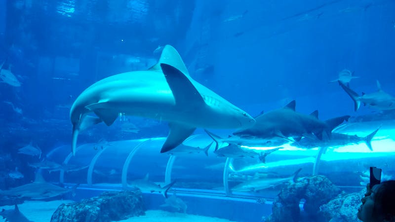 Aquarium auf Sentosa Island - ©Ria Heilmann - Eberhardt TRAVEL