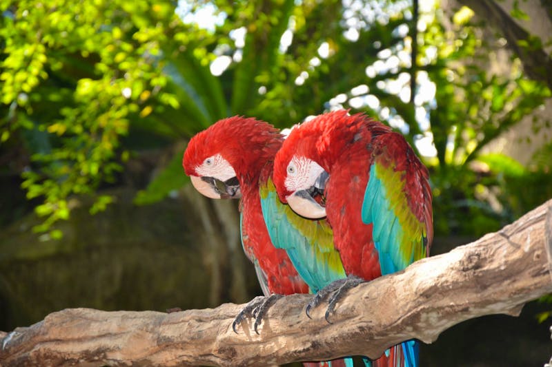 Papageien auf Sentosa Island - ©Maria Schneider - Eberhardt TRAVEL
