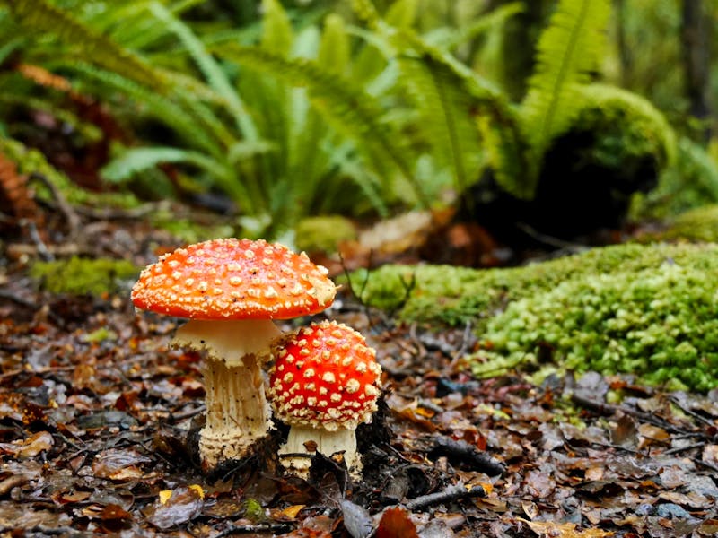 Wanderung auf dem Kepler Track bei Te Anau - ©Anna Stiebing - Eberhardt TRAVEL
