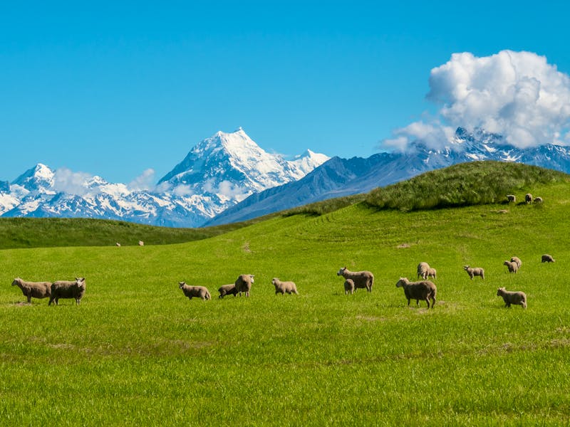 Schafe vorm Mount Cook in den Südalpen - ©Manuel - stock.adobe.com