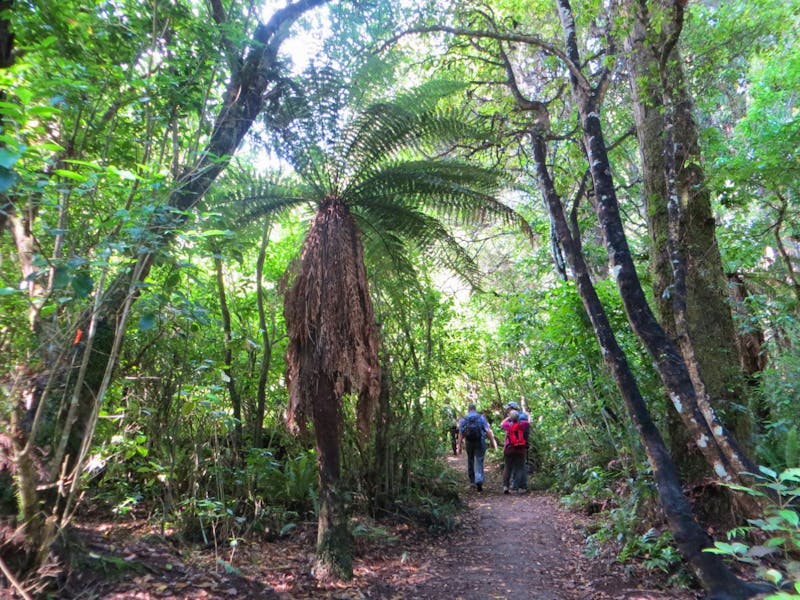 Busch-Wanderung bei Ohakune auf der Nordinsel - ©Annette Weise - Eberhardt TRAVEL