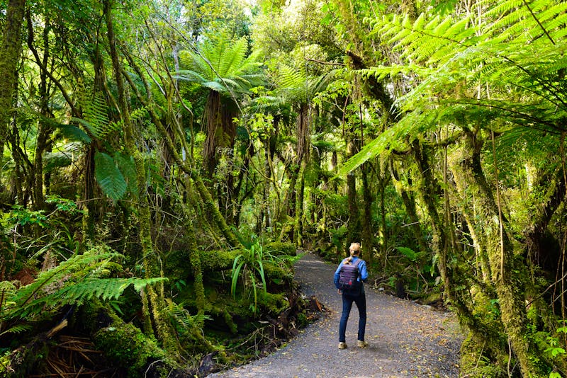 Wald-Wanderung in Neuseeland - Ohakune - ©Rafal Cichawa - stock.adobe.com