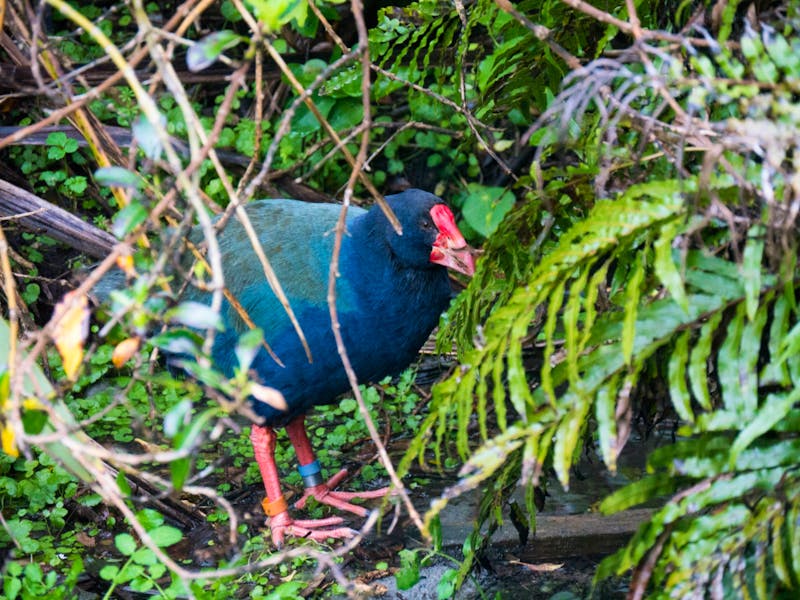 Takahe auf Kapiti Island - ©Anna Stiebing - Eberhardt TRAVEL