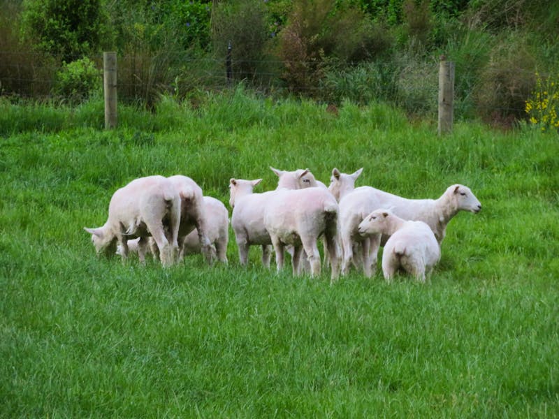 Schafe auf der Walter Peak Farm bei Queenstown - ©Juliane Voigt - Eberhardt TRAVEL