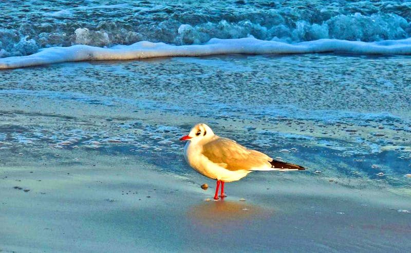 Möwe am Ostseestrand von Binz - ©Petra Sauer - Eberhardt TRAVEL