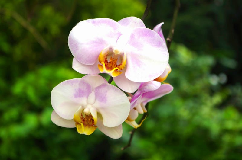 Kuala Lumpur Bird & Orchideen Park - ©Annett Müller - Eberhardt TRAVEL
