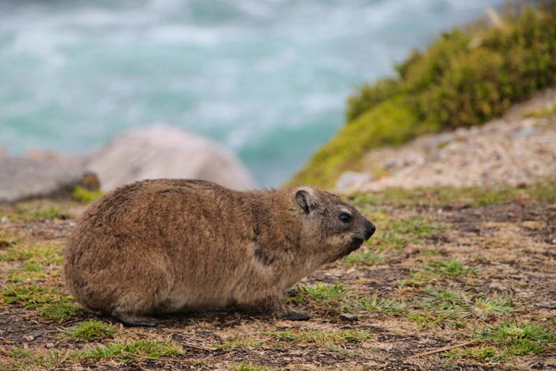Klippschliefer - Dassie in Hermanus - ©Kristin Weigel - Eberhardt TRAVEL