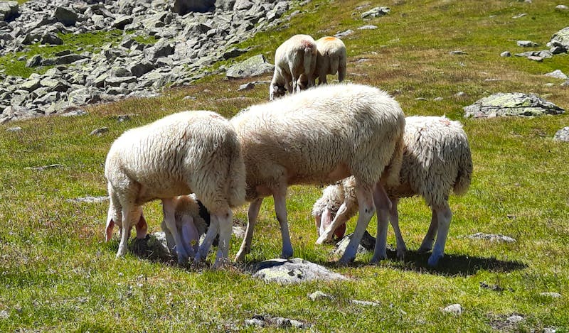 Schafe am Nedersee in Tirol - ©Betina Marinow - Eberhardt TRAVEL