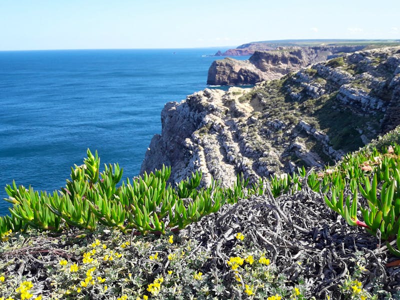 Cabo de Sao Vicente - Sukkulenten - ©Wolfgang Balling - Eberhardt TRAVEL