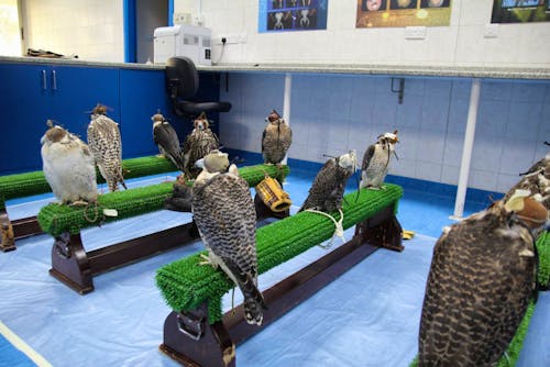 Falkenklinik in Abu Dhabi &ndash; &copy; Sandra Mahr - Eberhardt TRAVEL