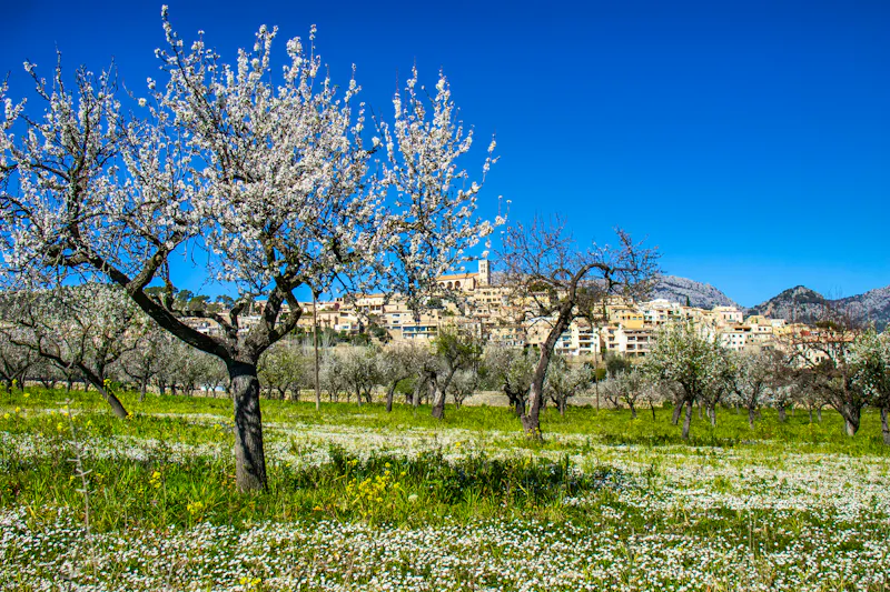 Mandelblüte auf Mallorca - &copy;Christian Lademann, lademann-presse.de - stock.adobe.com