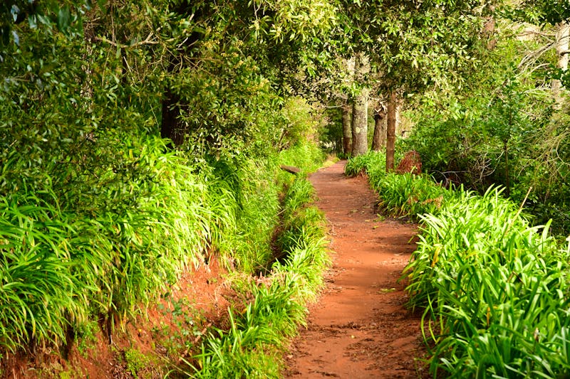 Levada da Serra bei Camacha auf Madeira - ©PackShot - stock.adobe.com