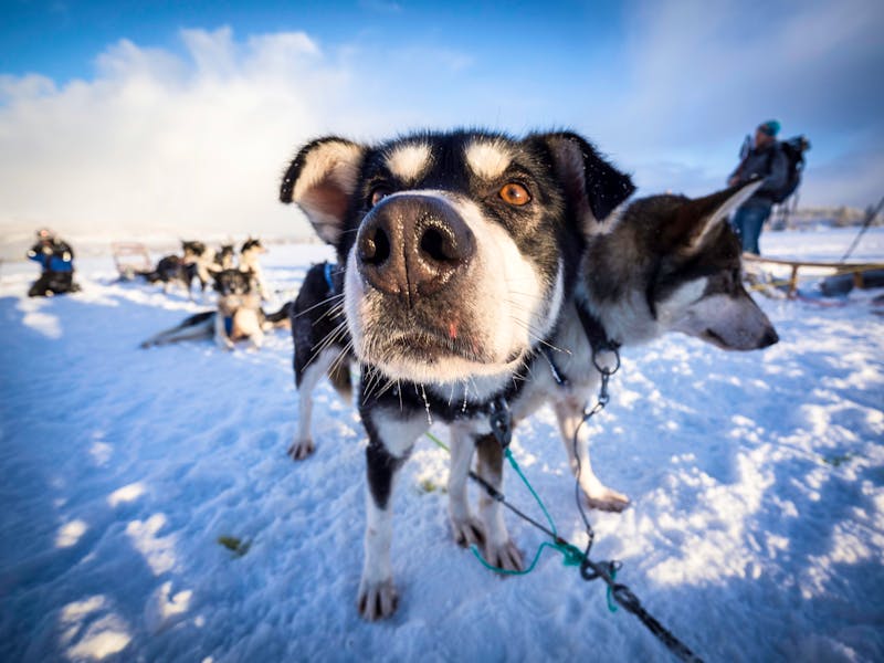 Husky - Hundeschlitten in Norwegen - ©doleesi - stock.adobe.com