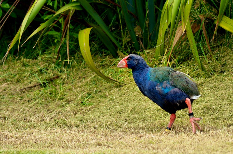 Takahe in Neuseeland - ©Rafael Ben-Ari/Chameleons Eye - stock.adobe.com