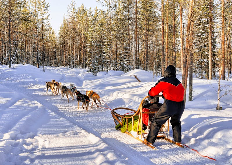 Hundeschlitten Fahren In Lappland  - &copy;Roman Babakin - stock.adobe.com