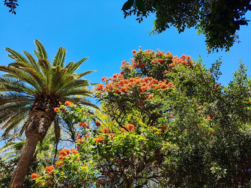 Spanien, Teneriffa, Santa Cruz, Parc Garcia Sanabria, afrikanischer Tulpenbaum - ©Ria Heilmann
