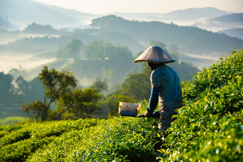 Teeplantage auf Cameron Highlands  - ©munettt - stock.adobe.com