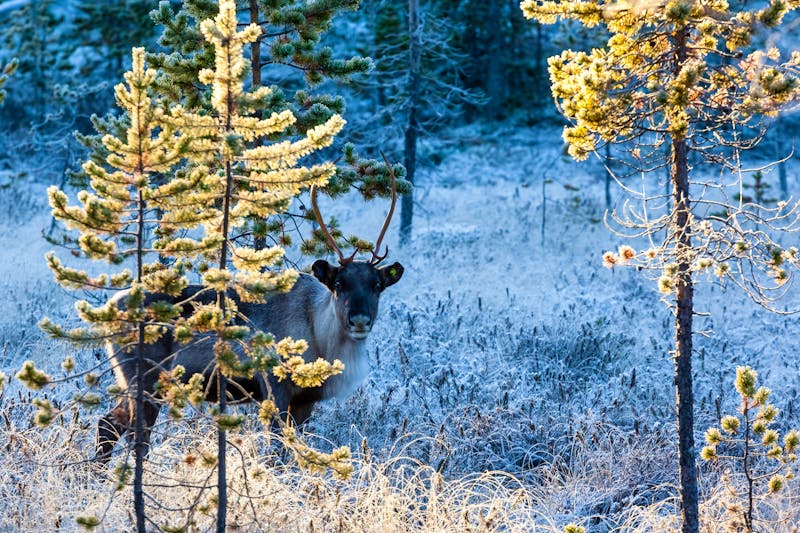 finnisch Lappland mit Rentier  - &copy;suzette77