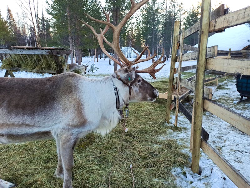 Rentier auf einer Rentierfarm in Finnland - ©Janet Worg - stock.adobe.com