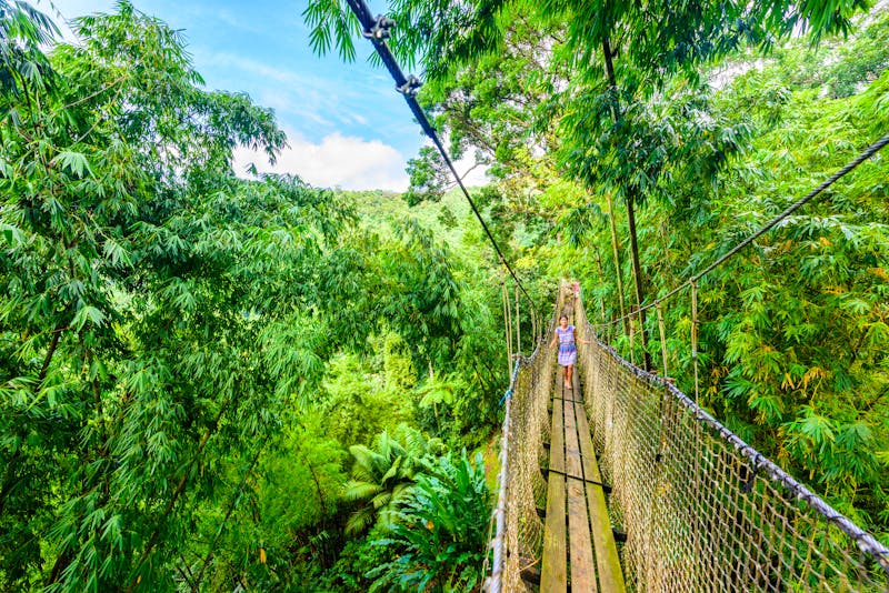 Balata Garden au Martinique - Hängebrücke - ©Simon Dannhauer - stock.adobe.com