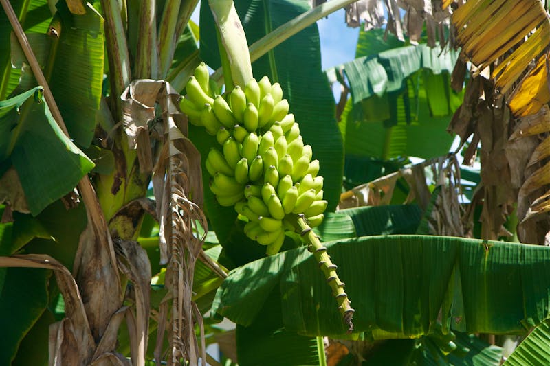 Bananen-Anbau auf St. Vincent - ©into the wild - stock.adobe.com