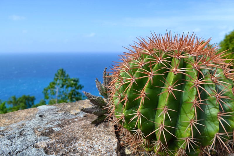 Botanische Raritäten auf Antigua - ©Laura Wonneberger - Eberhardt TRAVEL